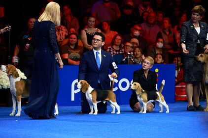 National Dog Show