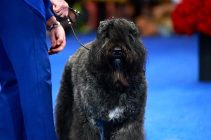 National Dog Show