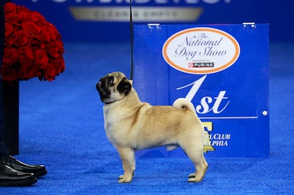 National Dog Show